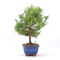 Aleppo-Kiefer 'Pinus halepensis'
