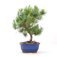 Aleppo-Kiefer 'Pinus halepensis'