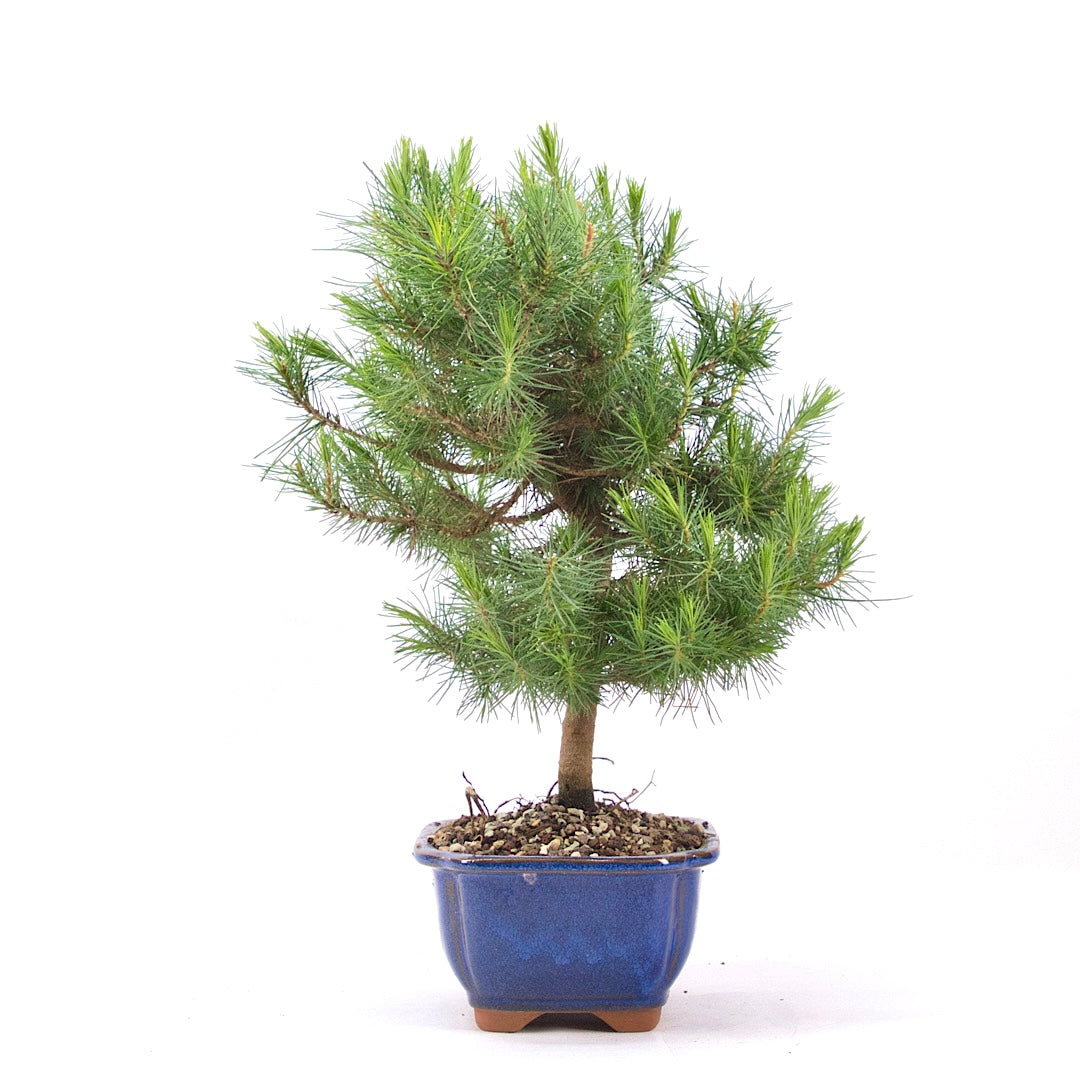 Aleppo-Kiefer 'Pinus halepensis'