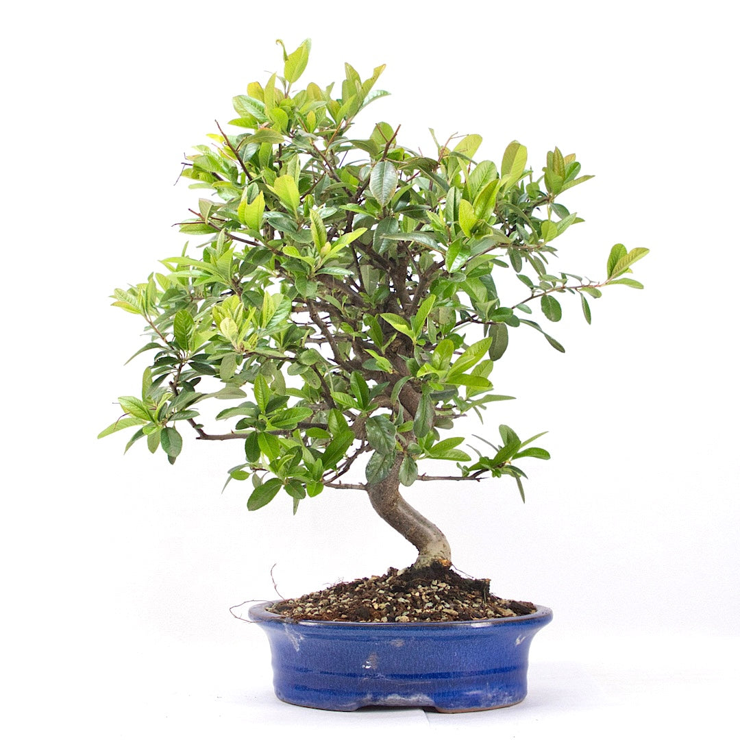 Feuerdorn 'Pyracantha coccinea'