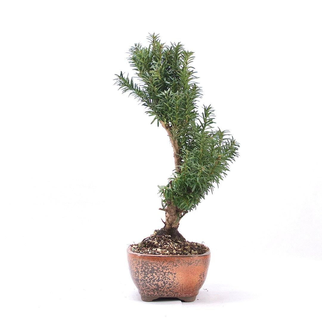 Eibe Hybrid 'Taxus media'