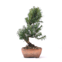 Eibe Hybrid 'Taxus media'