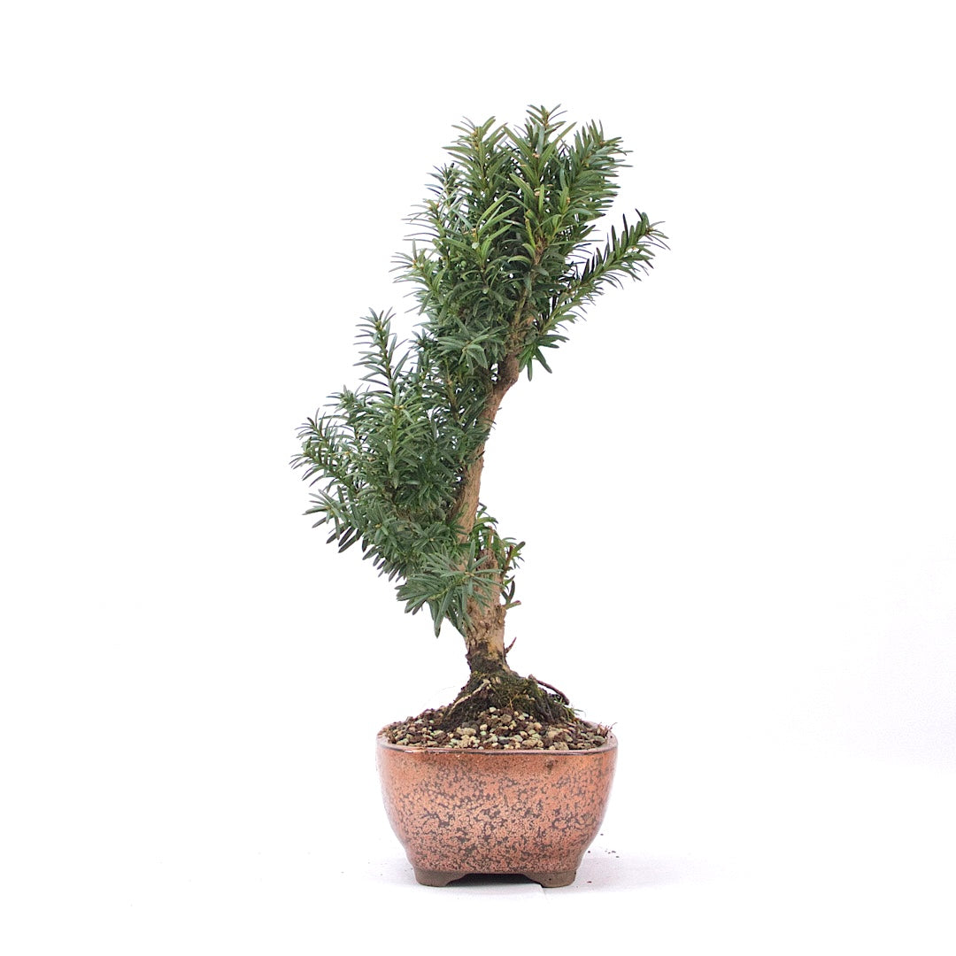 Eibe Hybrid 'Taxus media'