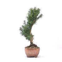 Eibe Hybrid 'Taxus media'