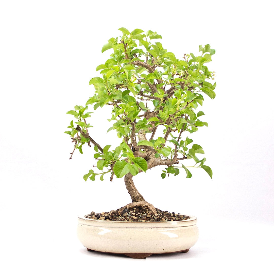 Steinweichsel 'Prunus mahaleb'
