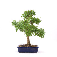 Ovalblättriger Liguster ‚Ligustrum ovalifolium‘