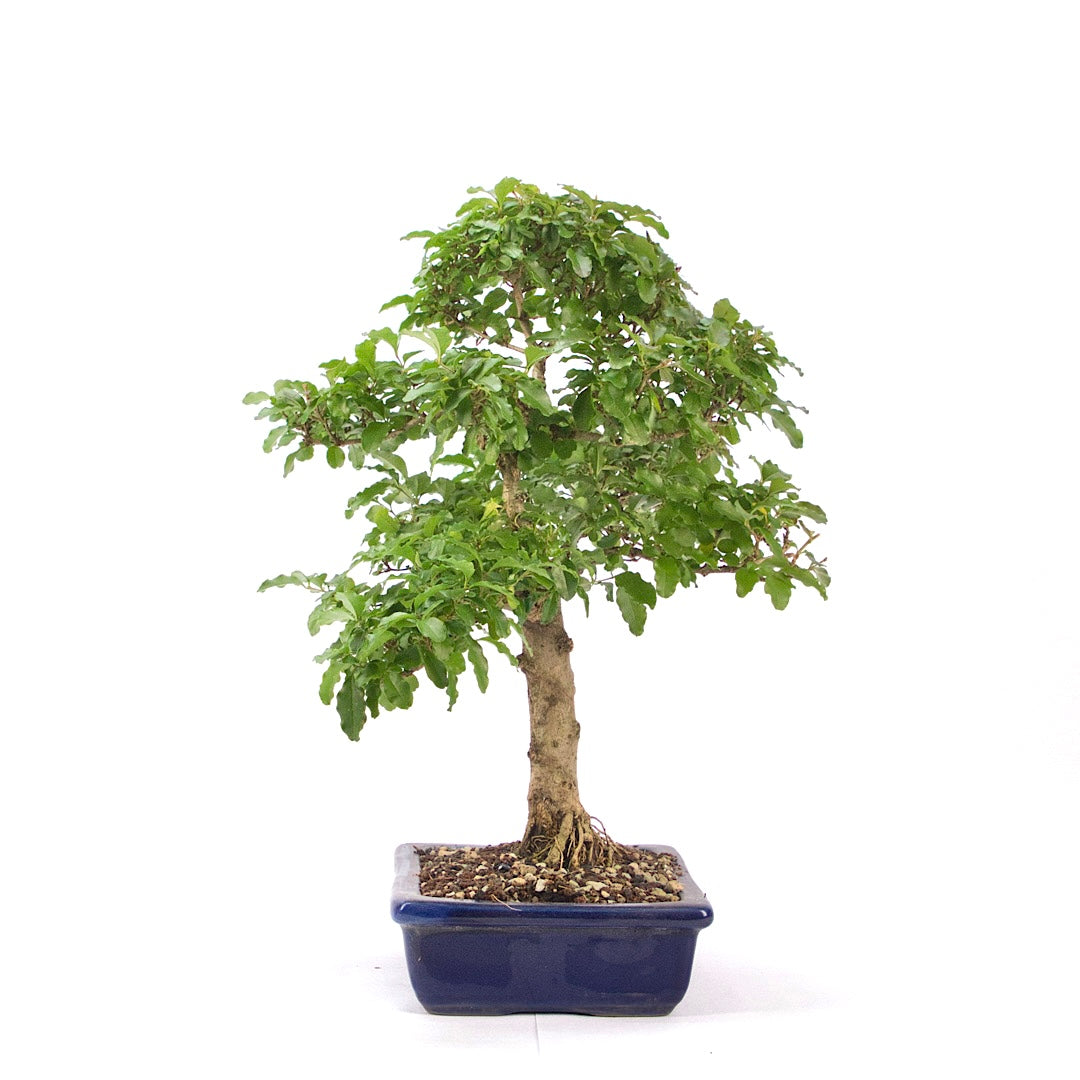 Ovalblättriger Liguster ‚Ligustrum ovalifolium‘