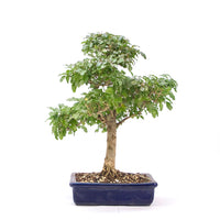 Ovalblättriger Liguster ‚Ligustrum ovalifolium‘