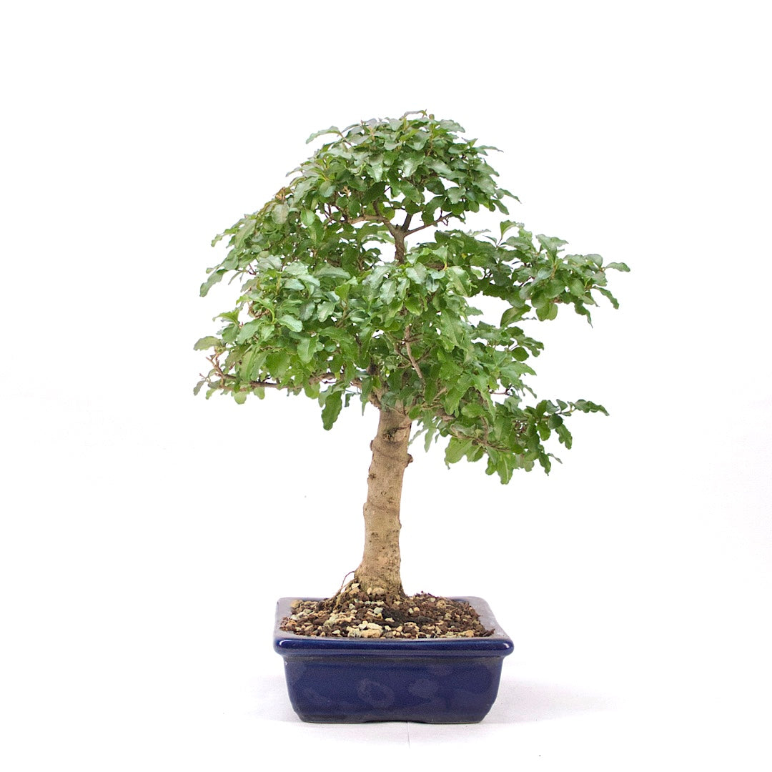 Ovalblättriger Liguster ‚Ligustrum ovalifolium‘