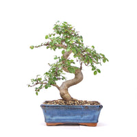 Chinesische Ulme 'Zelkova parvifolia'