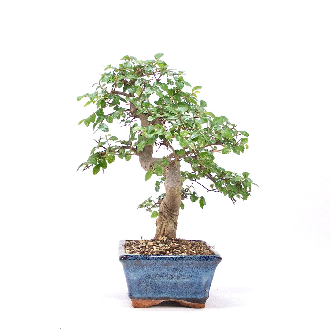 Chinesische Ulme 'Zelkova parvifolia'