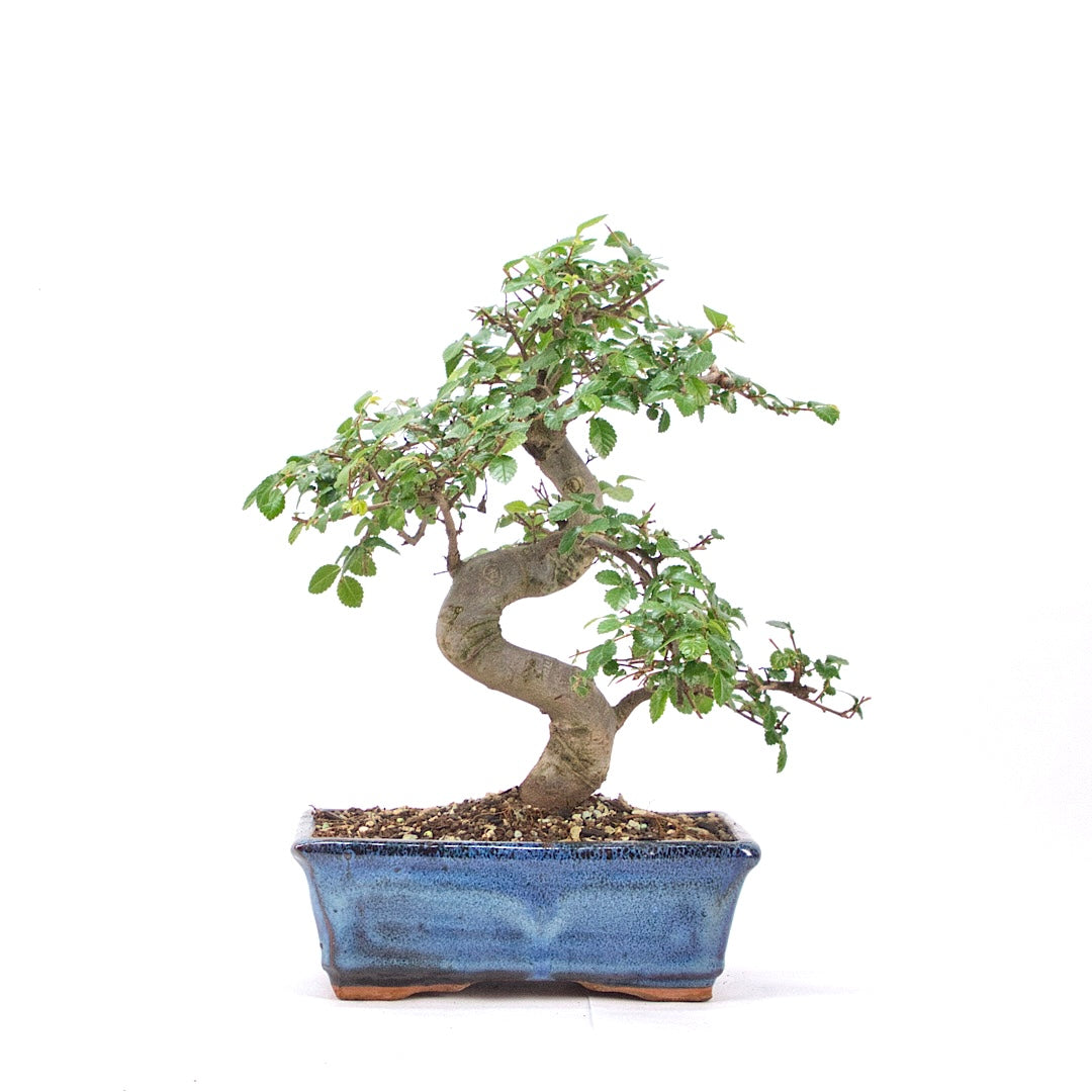Chinesische Ulme 'Zelkova parvifolia'