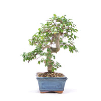 Chinesische Ulme 'Zelkova parvifolia'