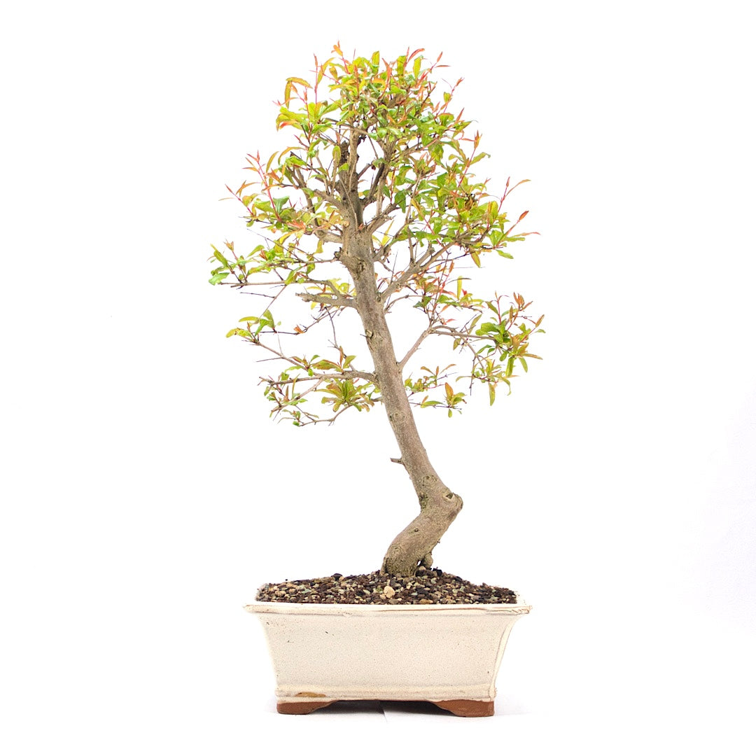 Granatapfel 'Punica granatum'