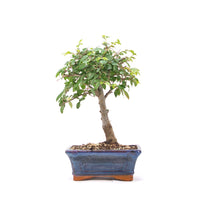 Chinesische Ulme 'Zelkova parvifolia'