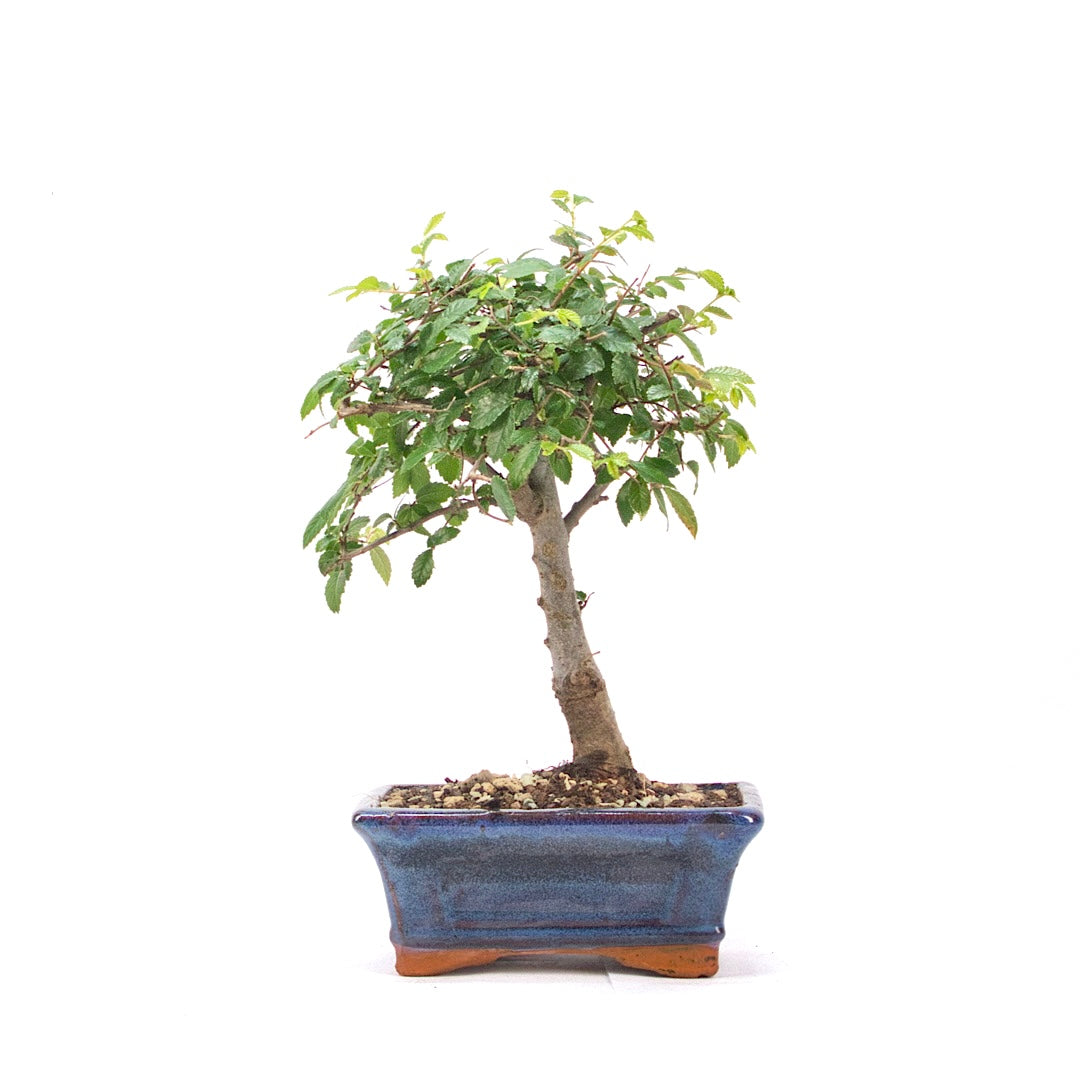 Chinesische Ulme 'Zelkova parvifolia'