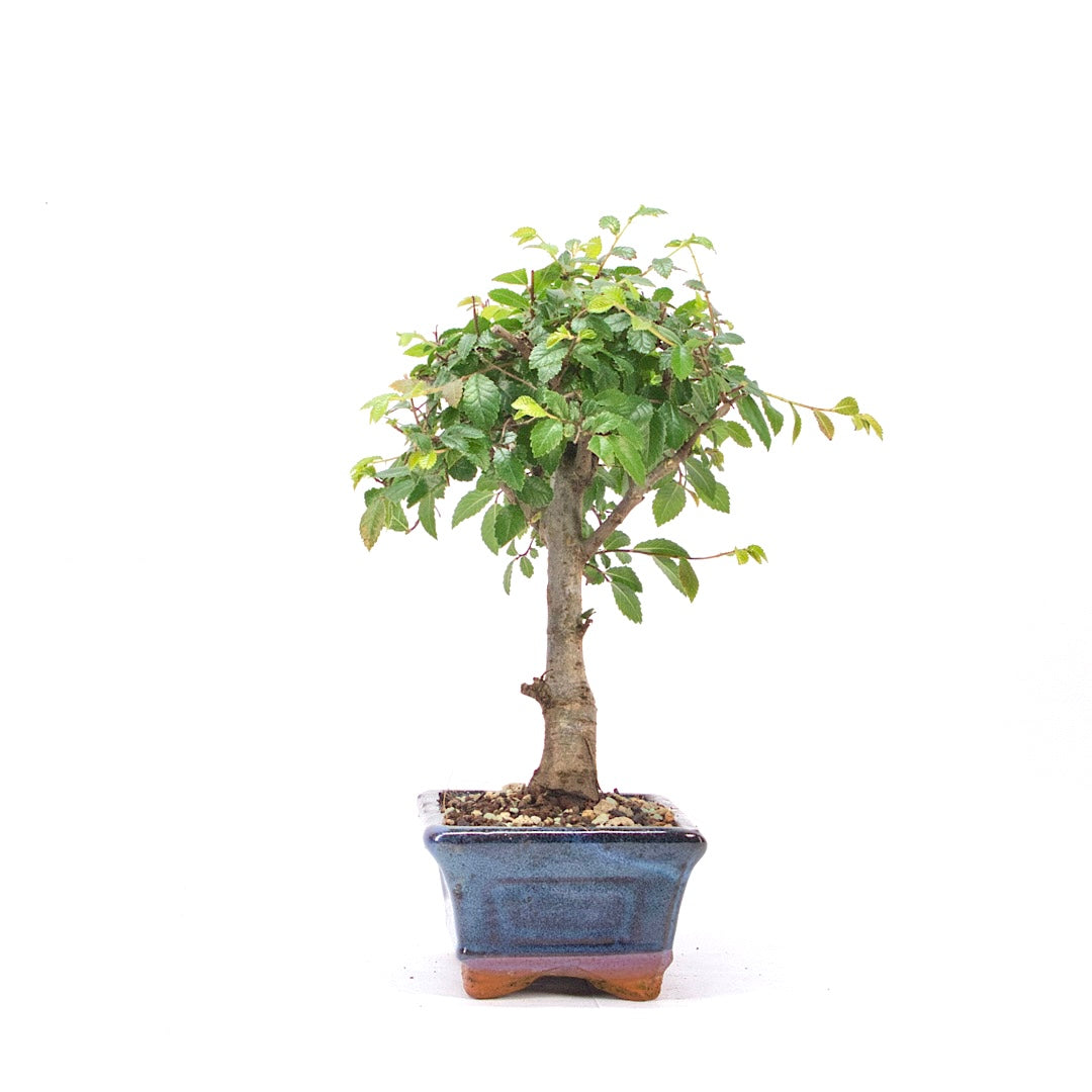 Chinesische Ulme 'Zelkova parvifolia'