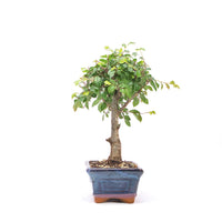 Chinesische Ulme 'Zelkova parvifolia'