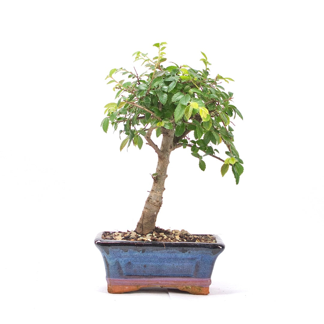 Chinesische Ulme 'Zelkova parvifolia'