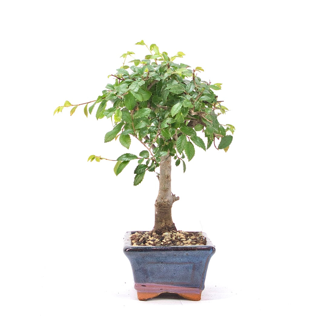 Chinesische Ulme 'Zelkova parvifolia'