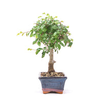 Chinesische Ulme 'Zelkova parvifolia'