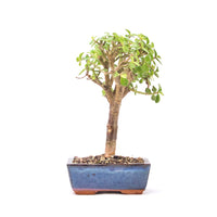 Speckbaum 'Portulacaria afra'