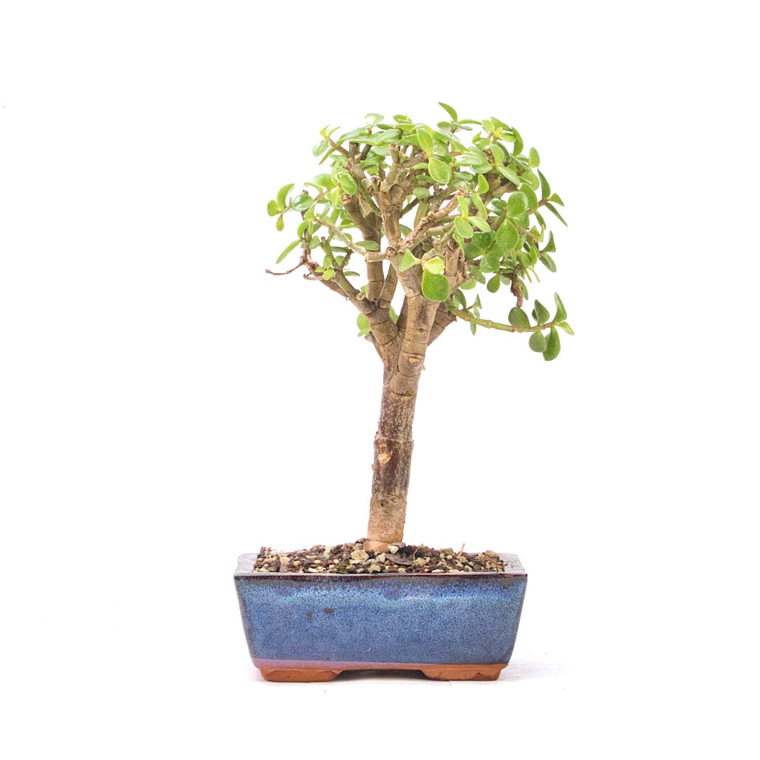 Speckbaum 'Portulacaria afra'