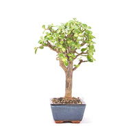 Speckbaum 'Portulacaria afra'