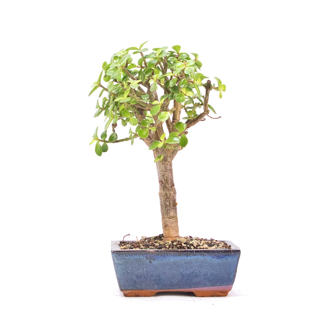 Speckbaum 'Portulacaria afra'