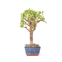 Speckbaum 'Portulacaria afra'