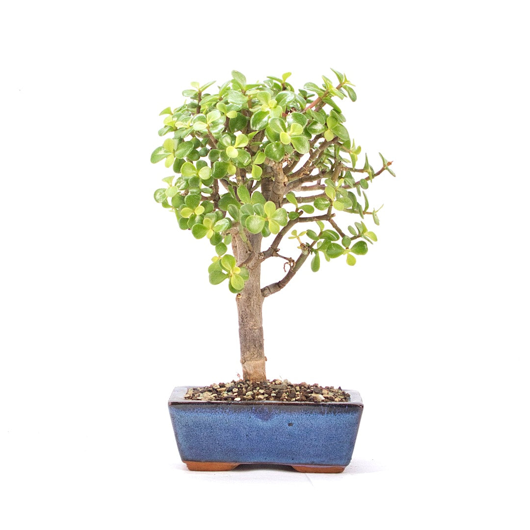 Speckbaum 'Portulacaria afra'