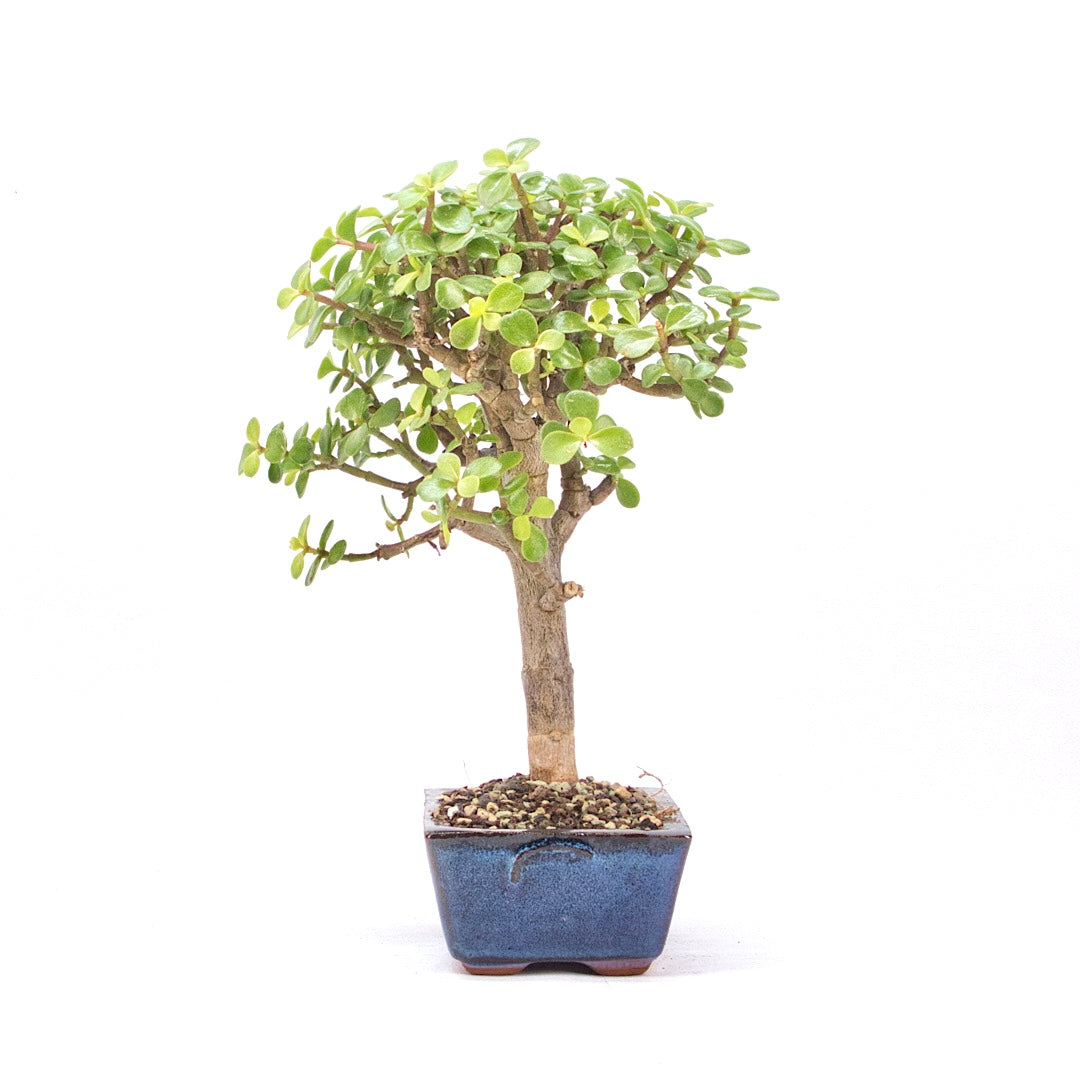Speckbaum 'Portulacaria afra'