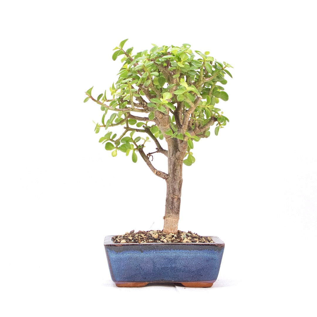 Speckbaum 'Portulacaria afra'