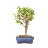 Speckbaum 'Portulacaria afra'