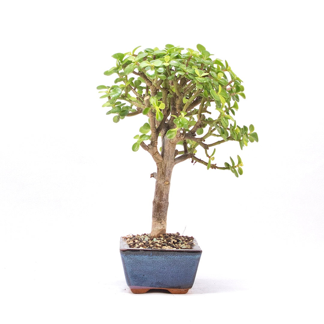 Speckbaum 'Portulacaria afra'