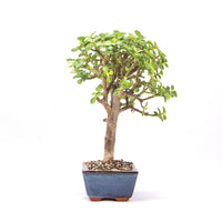 Speckbaum 'Portulacaria afra'