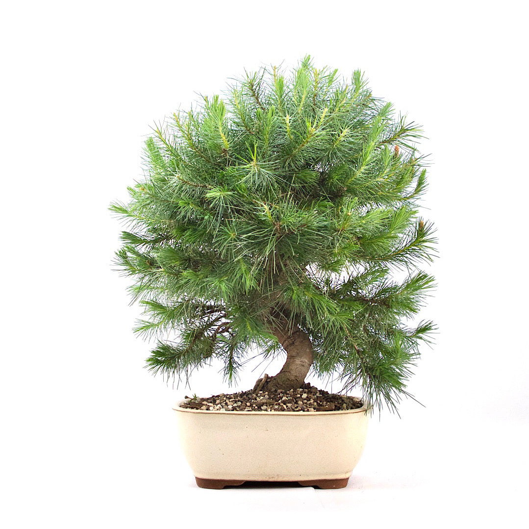 Aleppo-Kiefer 'Pinus halepensis'