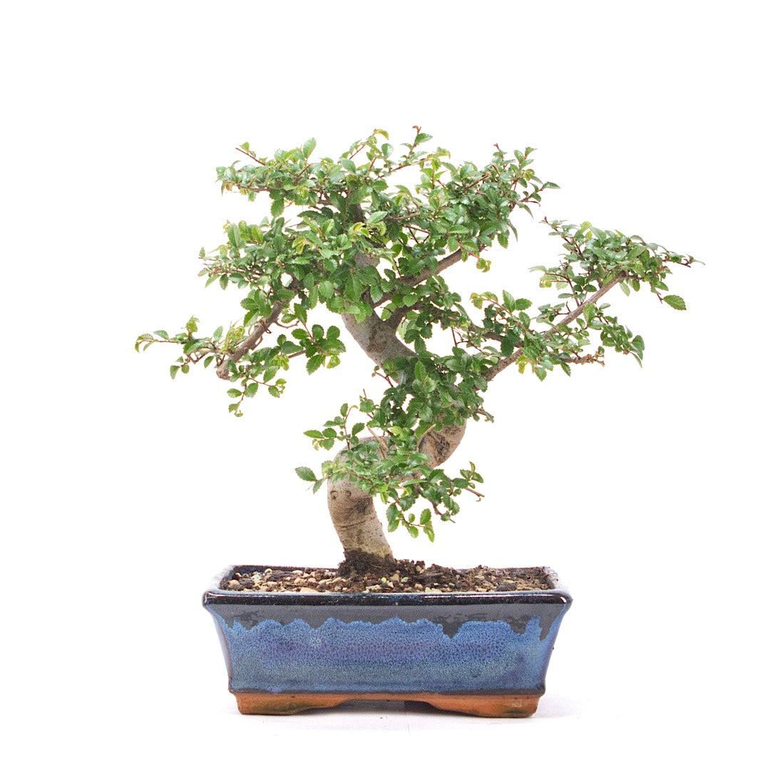Chinesische Ulme 'Zelkova parvifolia'