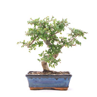 Chinesische Ulme 'Zelkova parvifolia'
