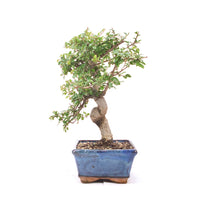 Chinesische Ulme 'Zelkova parvifolia'