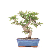Chinesische Ulme 'Zelkova parvifolia'