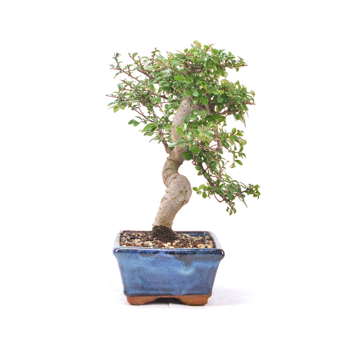 Chinesische Ulme 'Zelkova parvifolia'