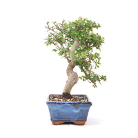 Chinesische Ulme 'Zelkova parvifolia'