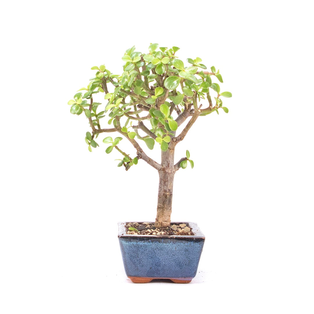 Speckbaum 'Portulacaria afra'