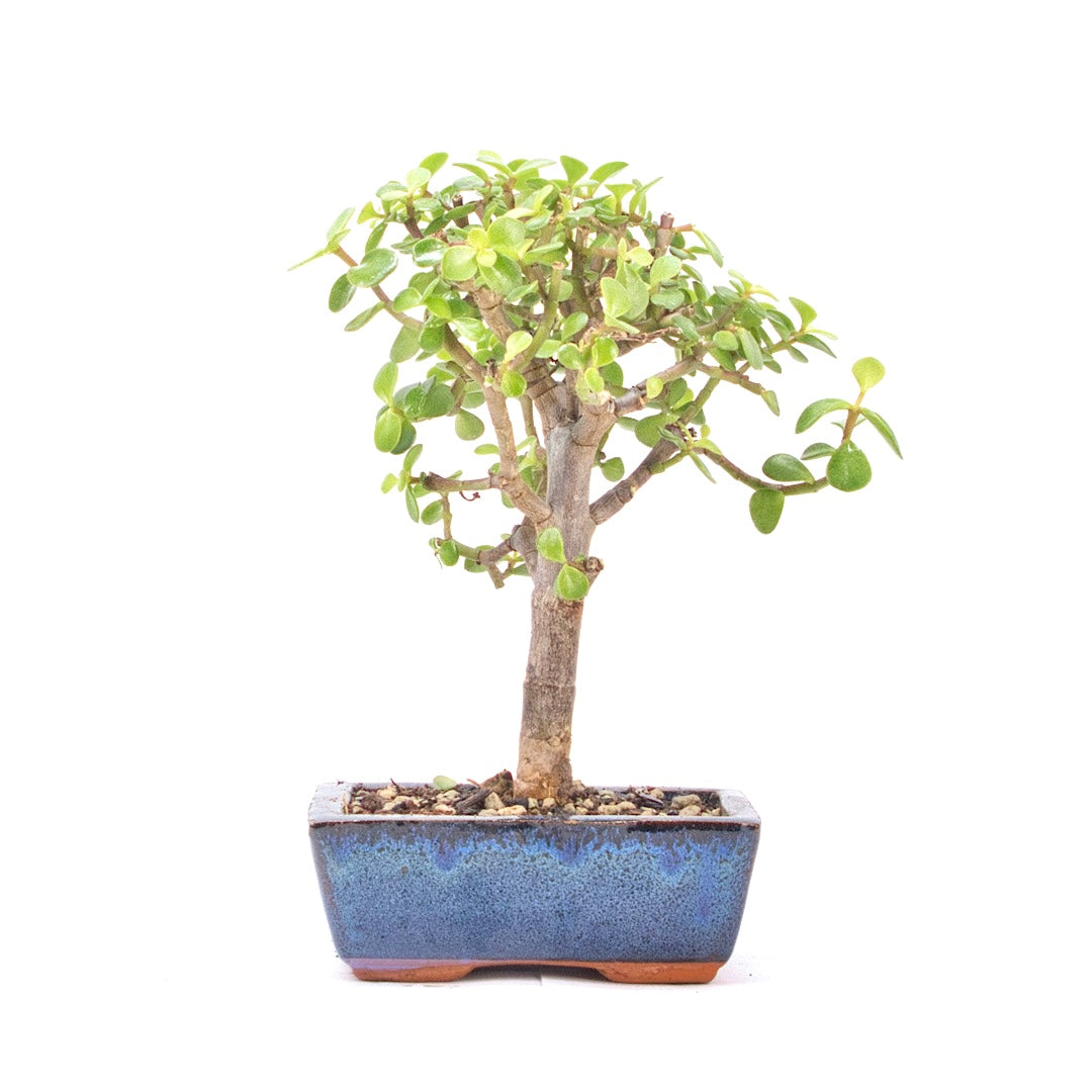 Speckbaum 'Portulacaria afra'