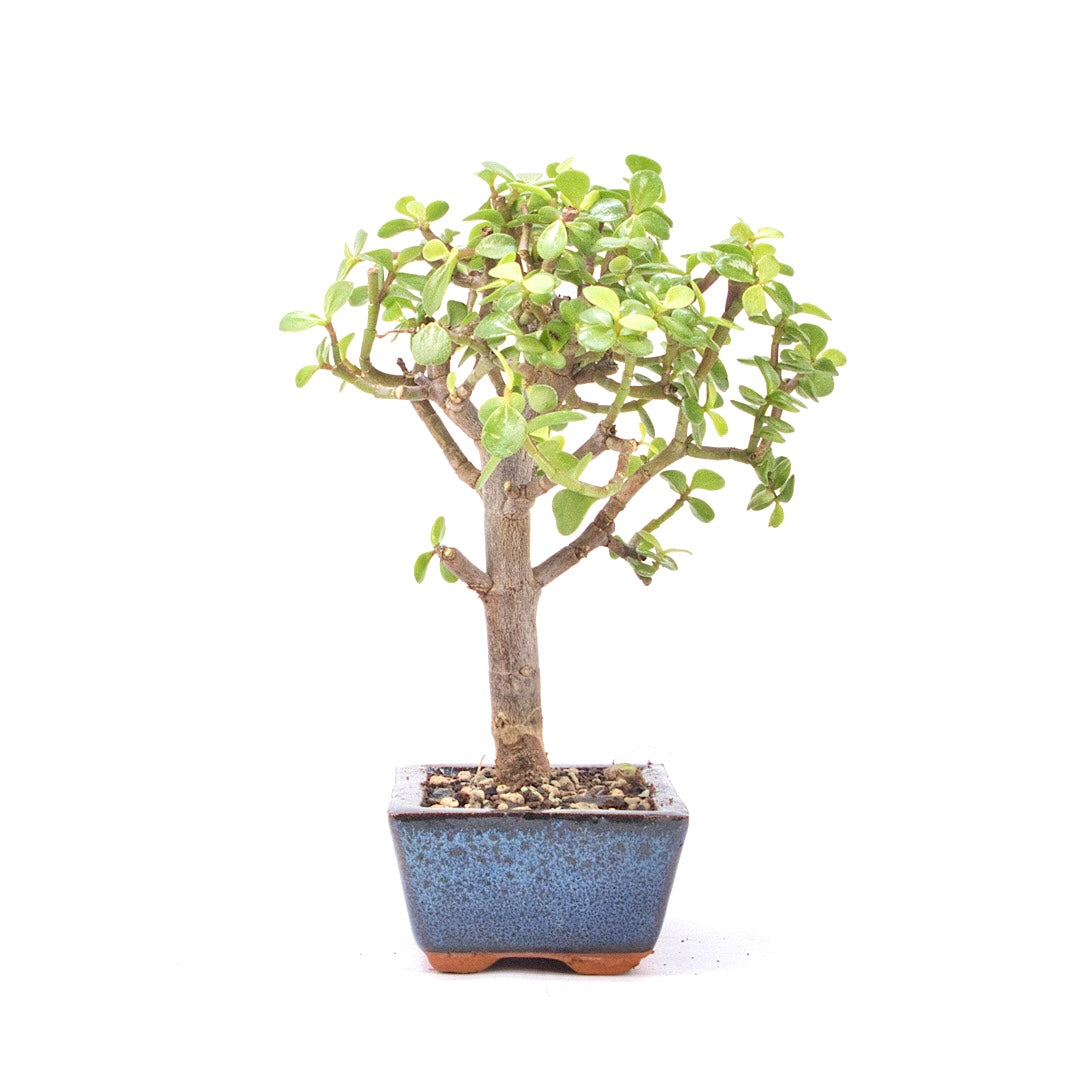 Speckbaum 'Portulacaria afra'