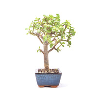 Speckbaum 'Portulacaria afra'