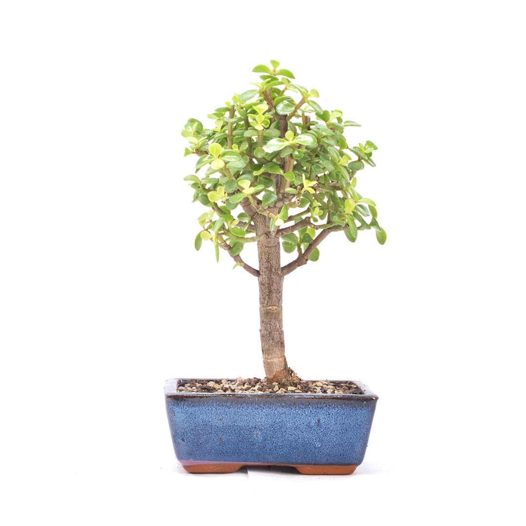 Speckbaum 'Portulacaria afra'