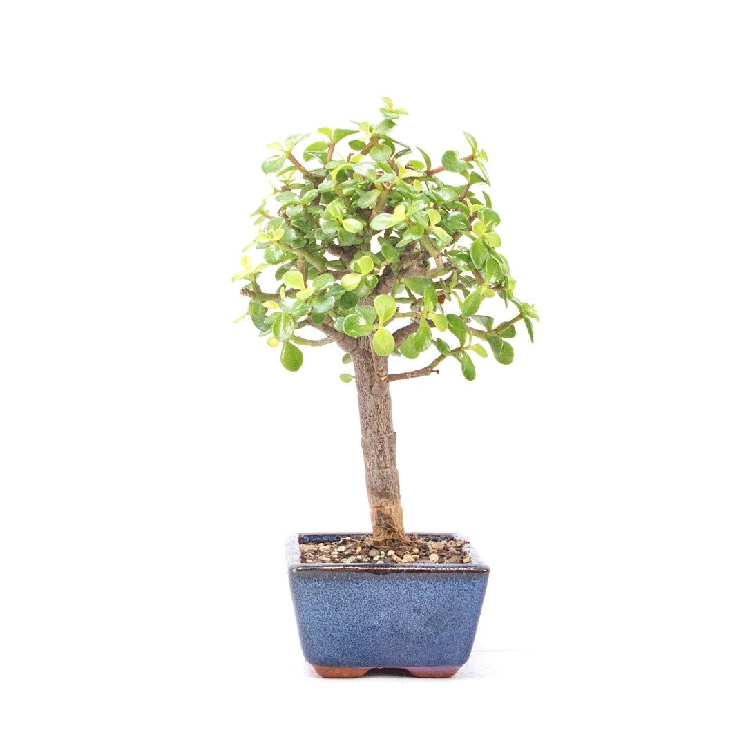Speckbaum 'Portulacaria afra'