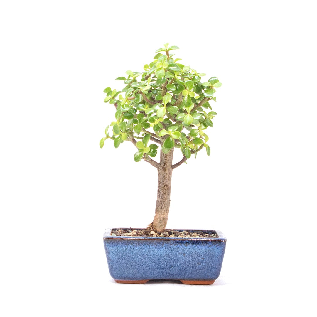 Speckbaum 'Portulacaria afra'